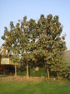 Shorea robusta Sal Tree